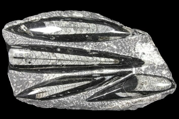 Polished Fossil Orthoceras (Cephalopod) Plate - Morocco #127733